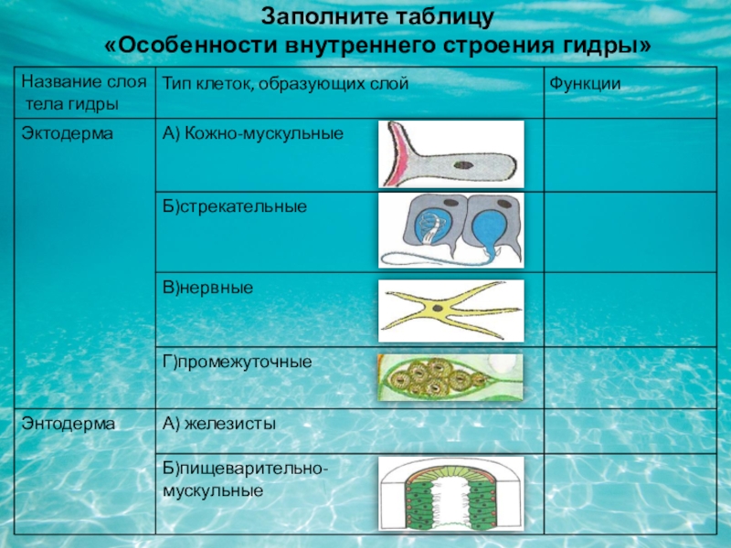 Кракен тор krakendark krakendark link